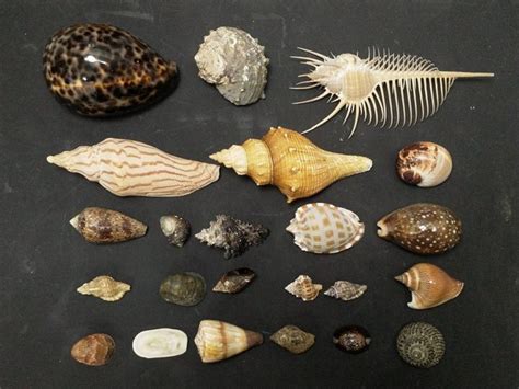 貝類種類